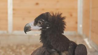 Los cetreros del parque temático Puy du Fou de Toledo rescatan un pollo de buitre negro en Bargas
