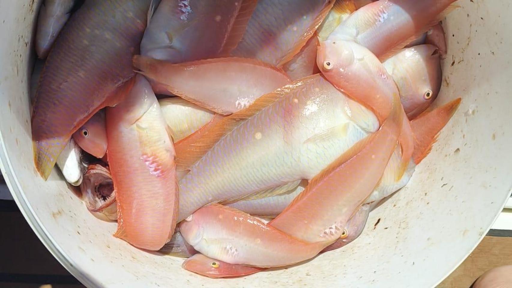 El pescado más famoso del Mediterráneo que nace hembra, muere macho y cuesta 100 € el kilo: los chefs se lo rifan