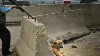 Marruecos envenena y mata a tiros a sus perros callejeros para dejar el país 'limpio' antes del Mundial de 2030