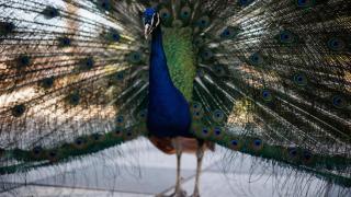Cierran los jardines del Alcázar y el Parque Miraflores de Sevilla por la aparición de más aves muertas