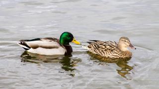 Sevilla, en alerta por la muerte de 100 aves, 70 confirmadas por gripe aviar, que obliga a cerrar hasta los jardines del Alcázar