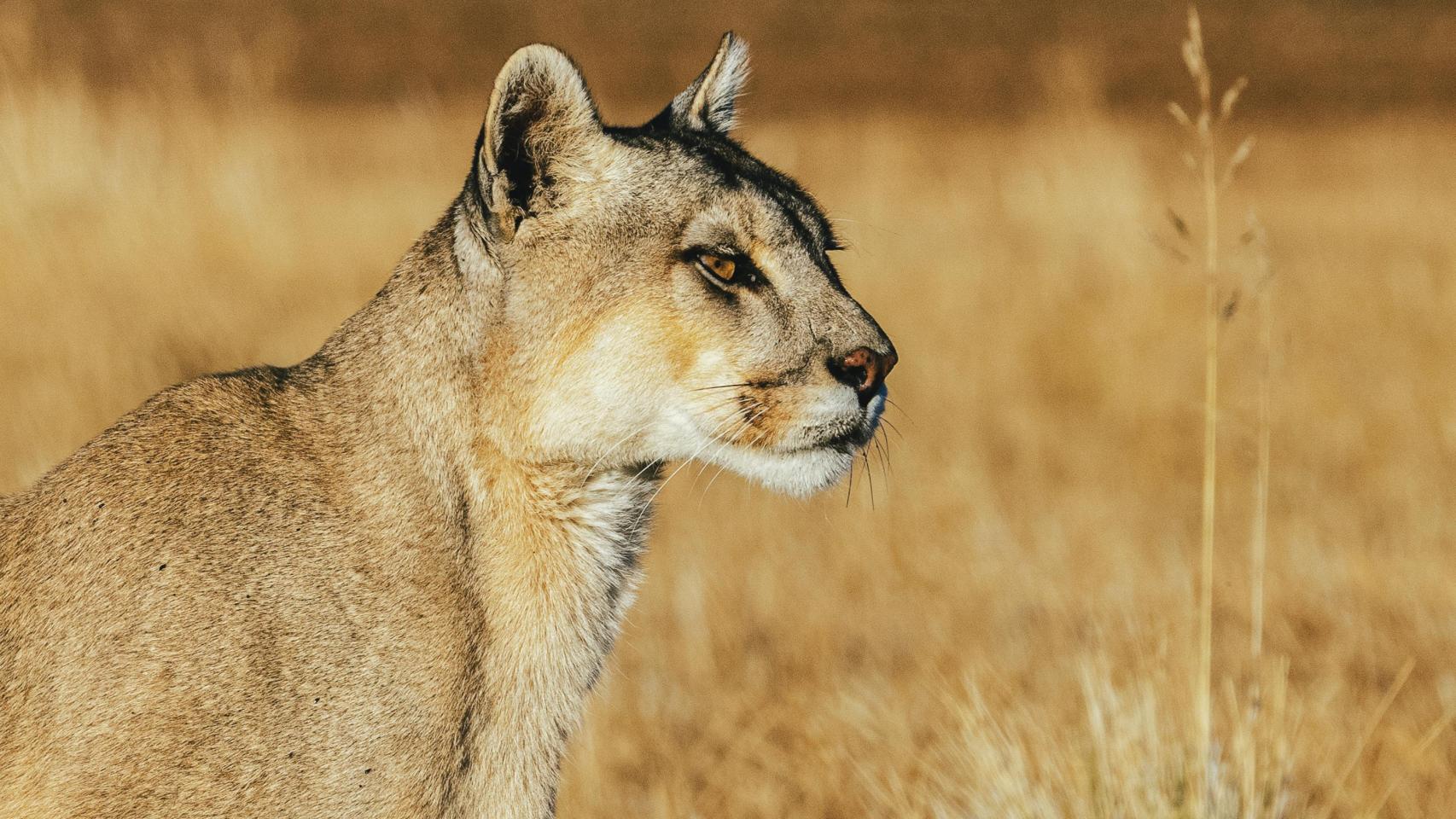 Un puma salvaje en Chile.