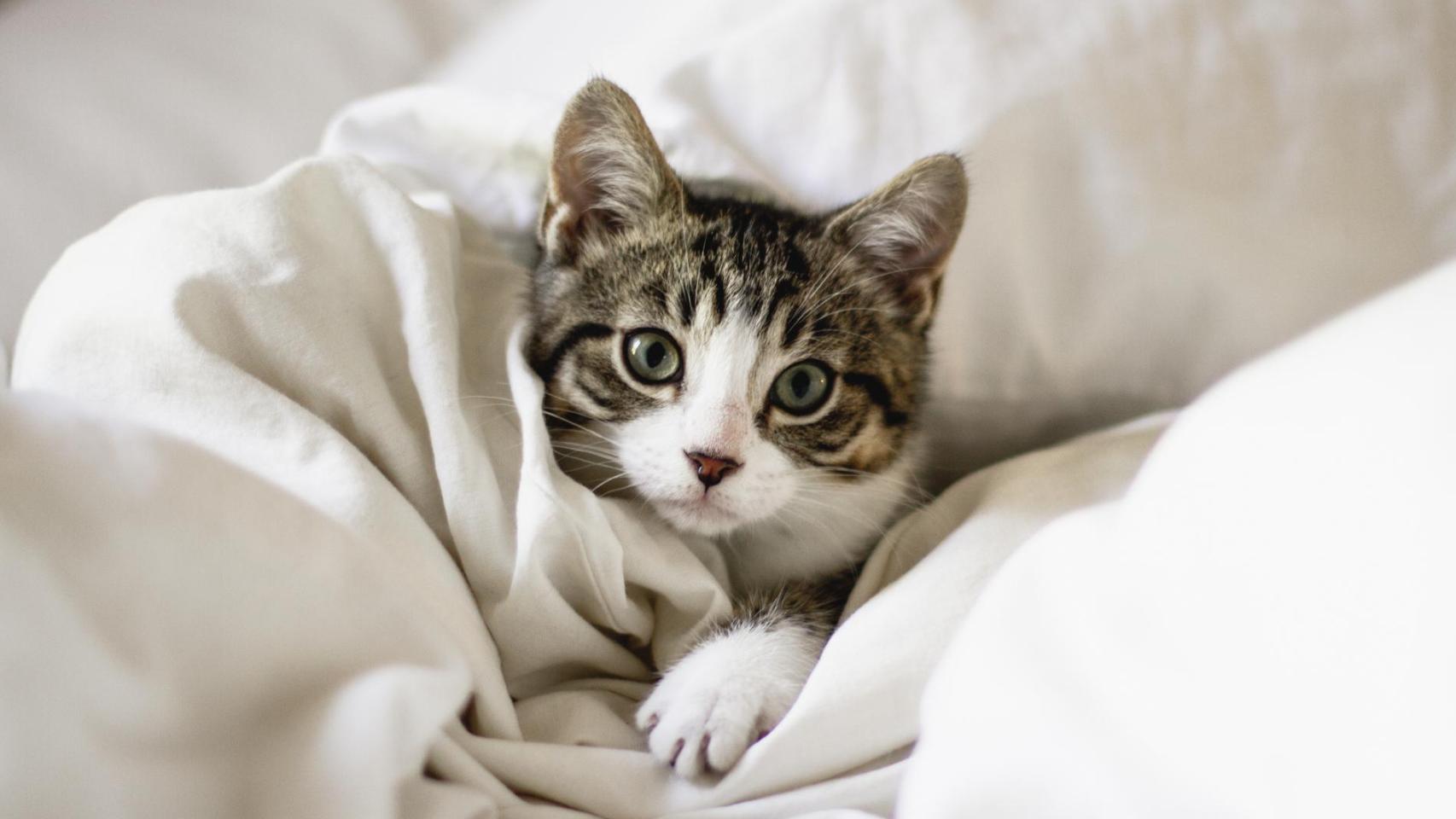 Un gato entre las sábanas de una cama.