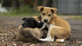 Freya, rescatada de un piso con más de 40 perros en Nueva York: "Nunca había salido de esa casa; estaba asustada"