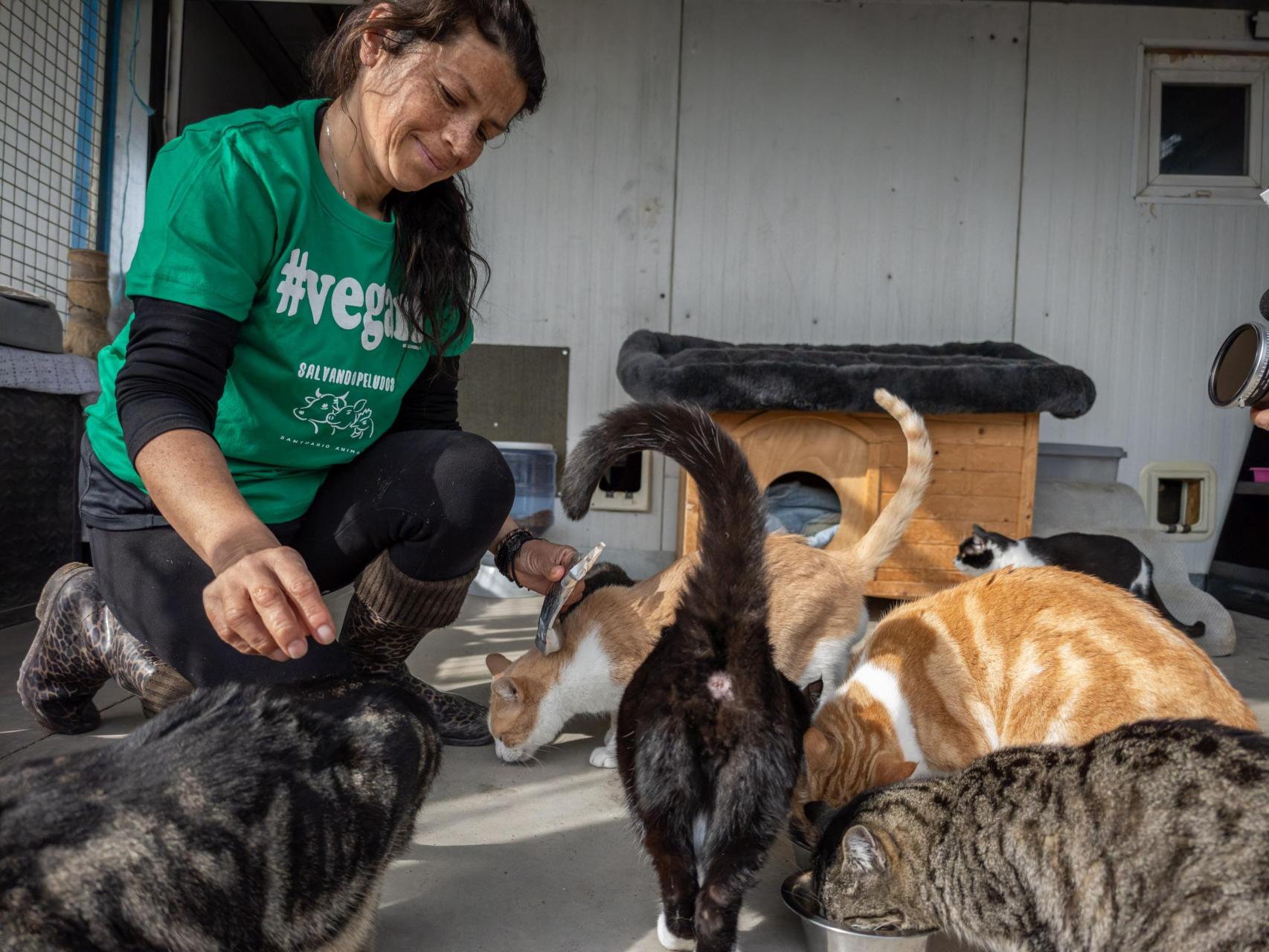 Una voluntaria acariciando los gatos en el santuario de Salvando Peludos.