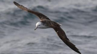 Este es el peculiar retrete de las aves marinas de Japón: fertilizan el océano cada 10 minutos