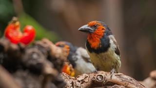 Adiós a los pájaros tropicales: el calor extremo está diezmando las poblaciones de estas especies emblemáticas