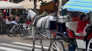 Pacma advierte del daño a la imagen turística de Marbella por una denuncia viral de malos tratos a un caballo