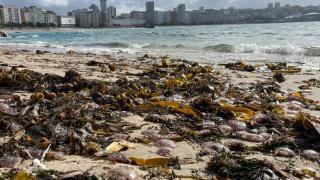 A Coruña cuelga la bandera por medusas y cierra dos playas
