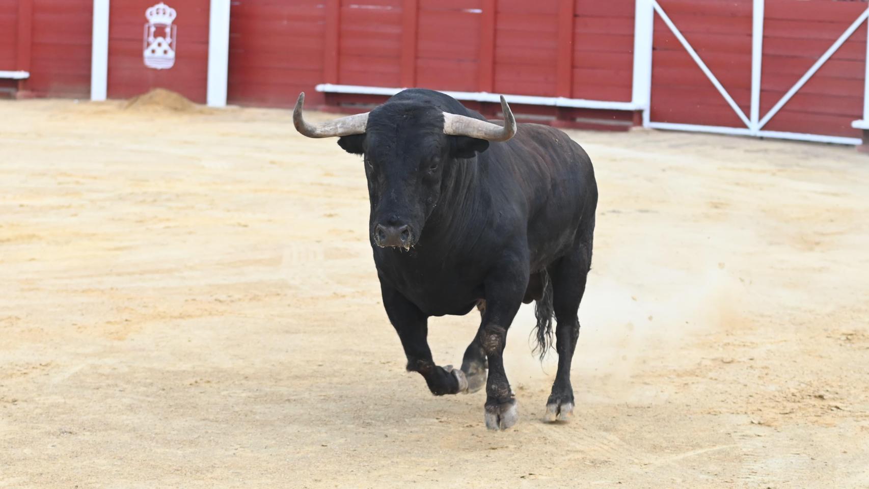 Saltavallas, el Toro de la Vega 2025.
