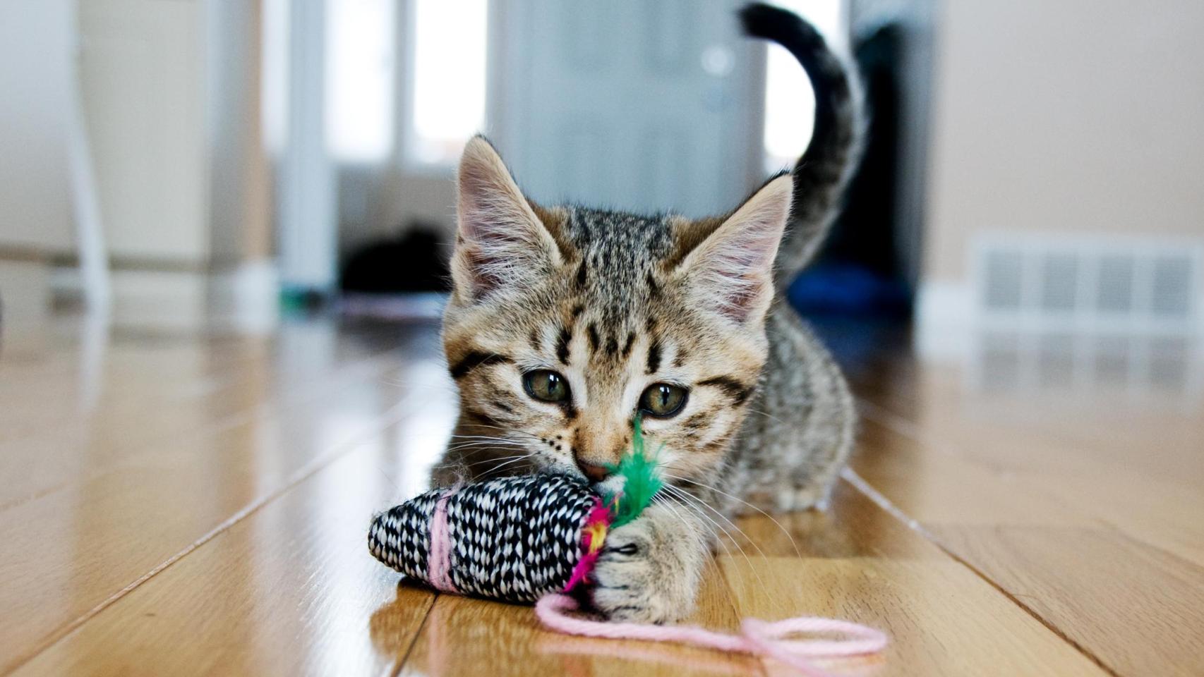 Un gato pequeño jugando en el suelo de una casa.