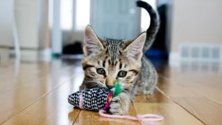 Una educadora felina revela cómo convertir materiales reciclados en el mejor juguete para tu gato: "Le va a encantar"
