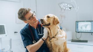 Un veterinario desvela los cinco peligros de tu hogar que son mortales para tu mascota: "Pueden provocar un fallo renal"