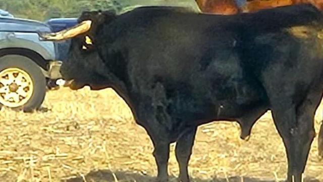 Encierro de campo en El Casar (Guadalajara).