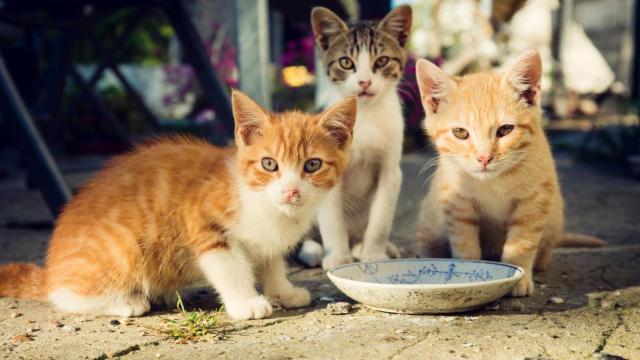 Tres gatitos pequeños en la calle.