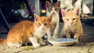 Rescata tres gatitos tirados al borde de una carretera en Málaga: "Nadie me ayudó. Me dijeron de dejarlos allí"