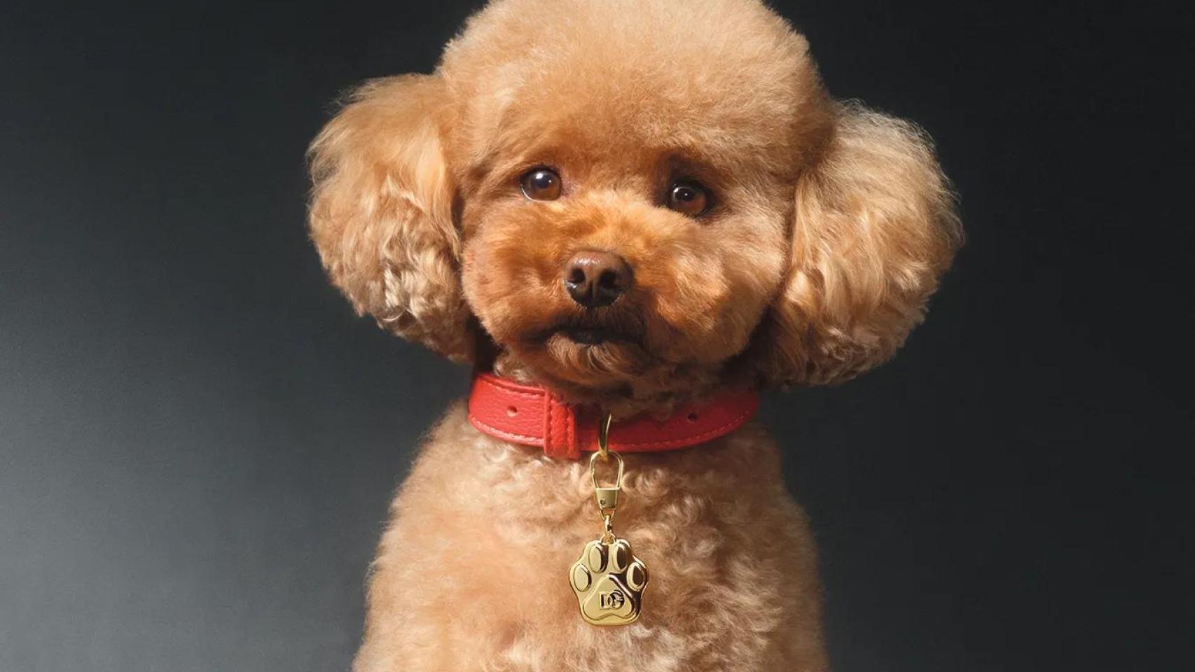 Fefé el perrido de Domenico Dolce, modelando para el perfume para mascotas.