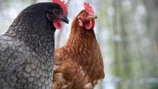 Ya son cinco los focos de gripe aviar en Andalucía, que activa el nivel 2 de alerta, aunque no hay contagios a humanos