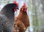 Ya son cinco los focos de gripe aviar en Andalucía, que activa el nivel 2 de alerta, aunque no hay contagios a humanos