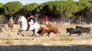 Corneado en el muslo un joven durante el encierro de Portillo: ha sido trasladado al Hospital Clínico de Valladolid