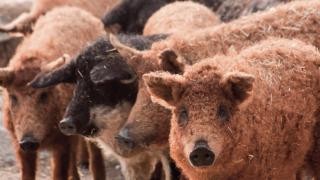 La empresa jamonera que ha rescatado un cerdo en peligro de extinción: una exclusiva carne con umami natural