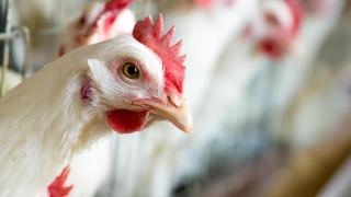 Gripe aviar: Andalucía impone sacrificio de aves, dos rondas de vigilancia al día en los parques y trajes de protección
