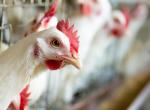 Gripe aviar: Andalucía impone sacrificio de aves, dos rondas de vigilancia al día en los parques y trajes de protección