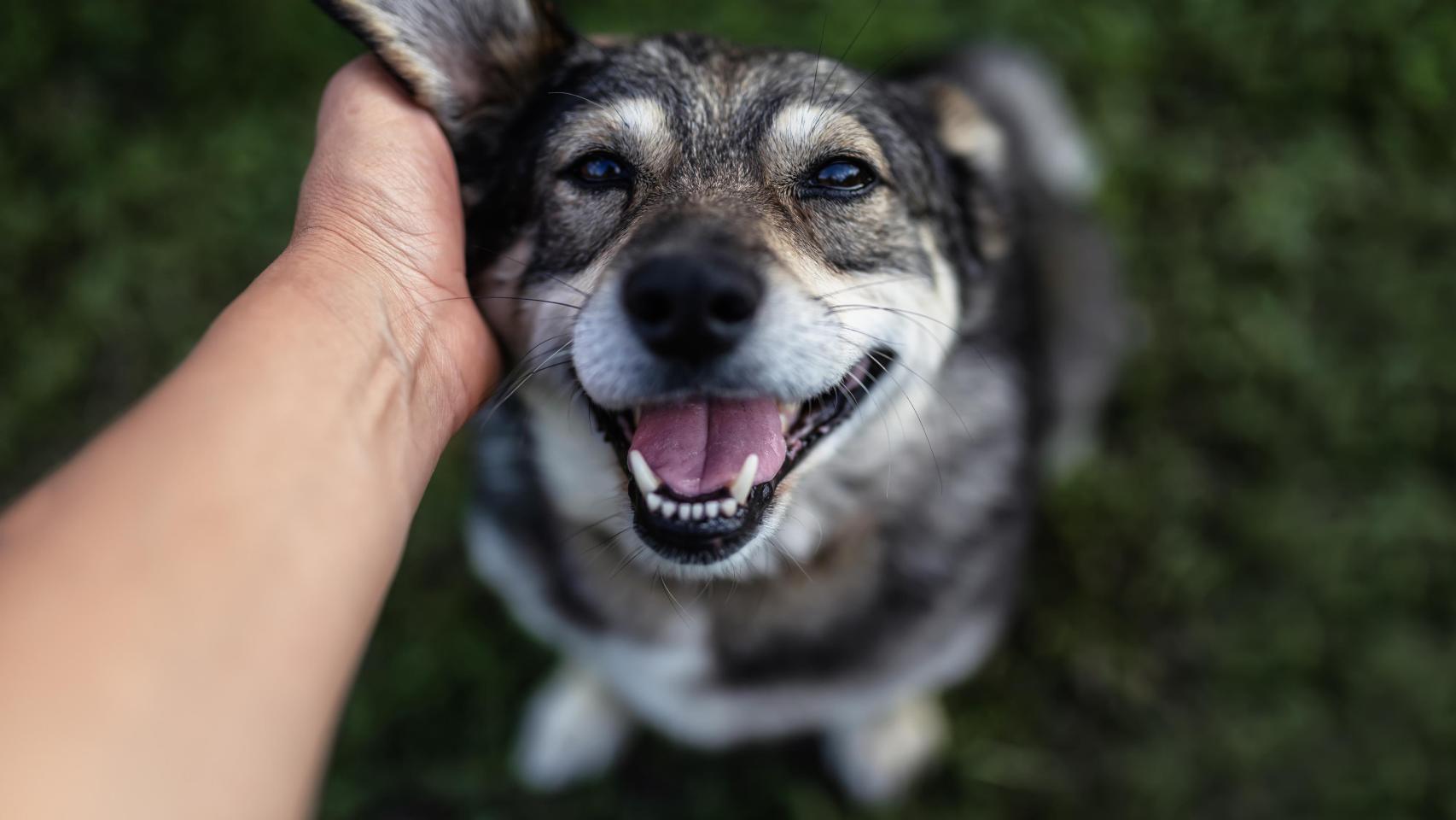 Un perro con cara contenta.