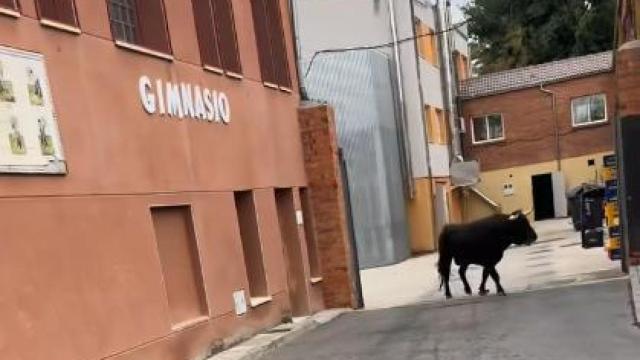 Uno de los toros del encierro de esta mañana en Alaejos