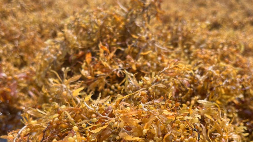 Algas marinas en la playa.