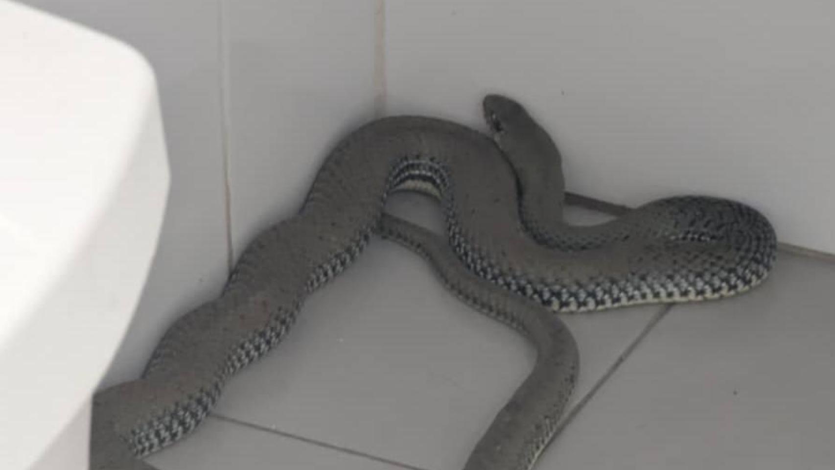 Ejemplar de la culebra intervenida en un centro deportivo de Hellín (Albacete).
