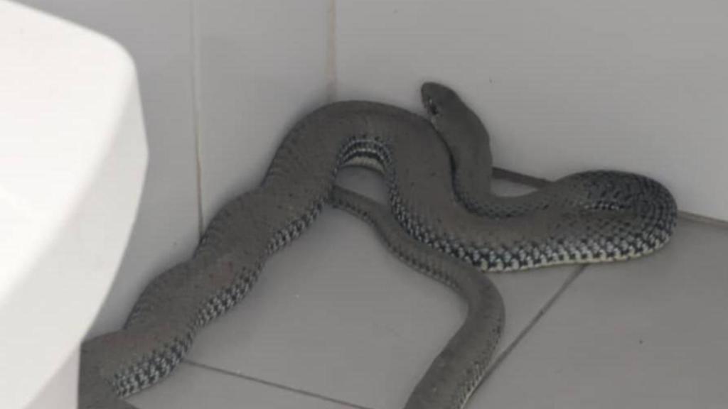 Ejemplar de la culebra intervenida en un centro deportivo de Hellín (Albacete).