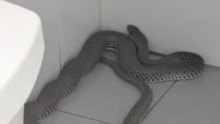 Una culebra gigante se cuela en un gimnasio de Hellín (Albacete): "Han empleado reflejos de ninja para capturarla"