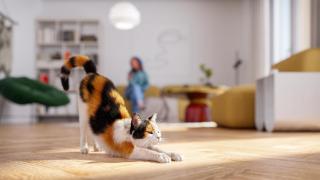 Un gato estirándose en una casa.