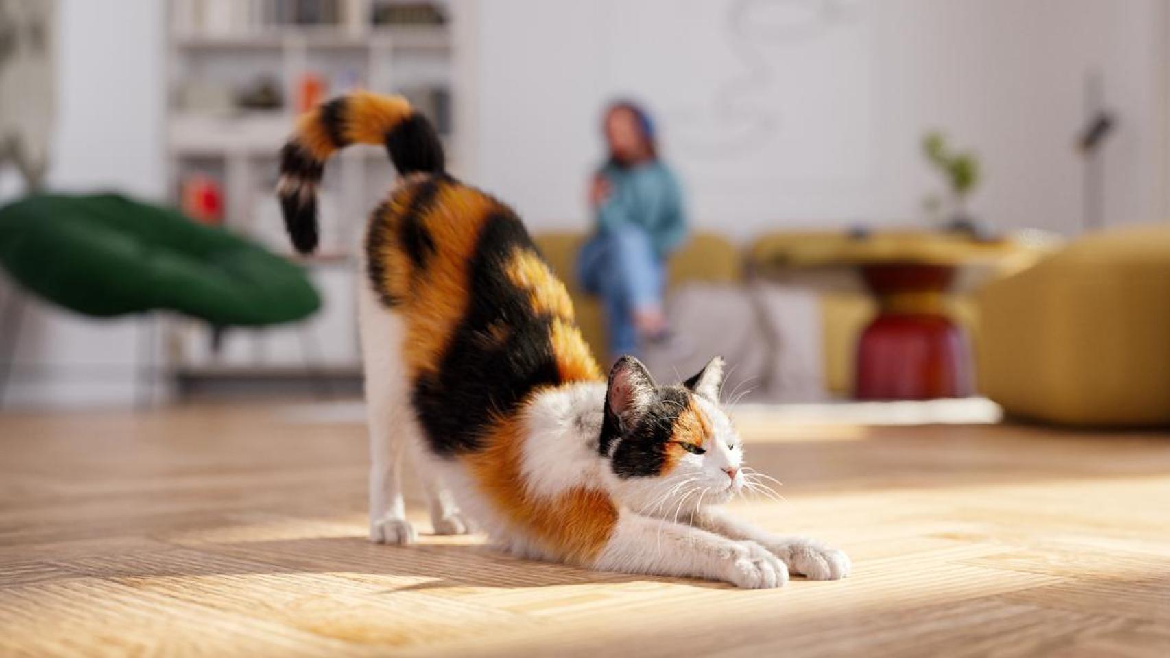 Un gato estirándose en una casa.