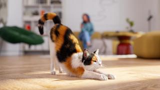 ¿Por qué mi gato se estira cuando me ve? Los expertos aclaran el misterio: "Este gesto libera feromonas de las patas"