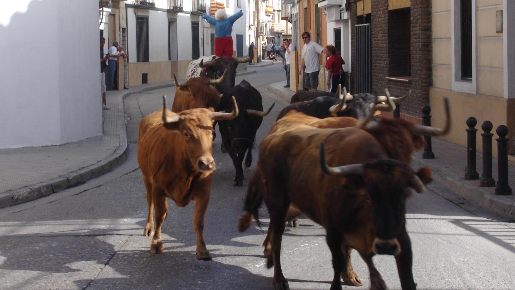 Vaquillas en Gelsa.
