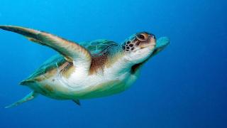 La tortuga gigante de Crimea que lleva 20 años viviendo en cautividad: la historia que generó una denuncia mundial