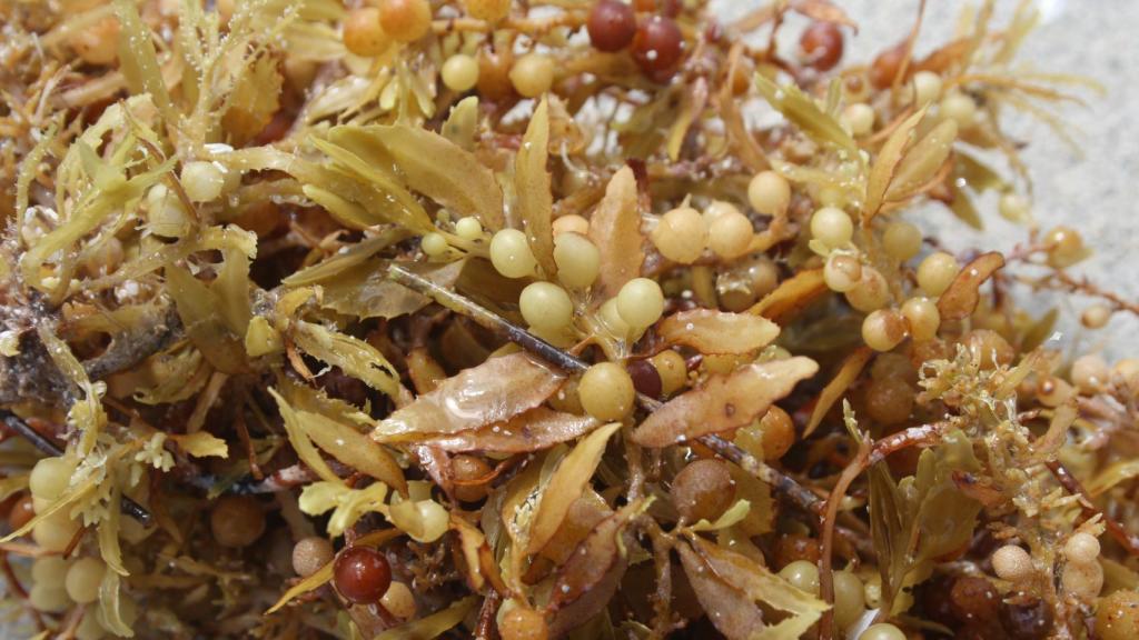 Algas sargazo en una playa.