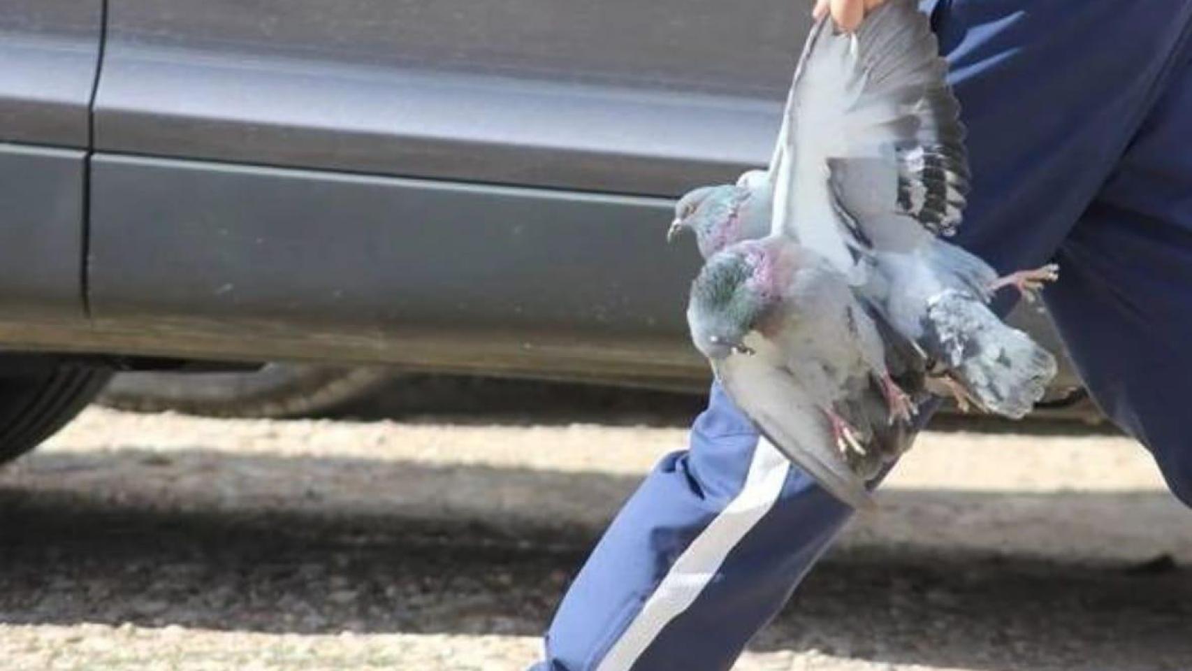 Piden paralizar la competición de un pueblo de Ciudad Real que utiliza animales vivos:  Es una crueldad 