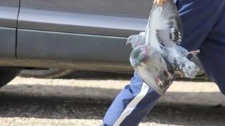 Piden paralizar la competición de un pueblo de Ciudad Real que utiliza animales vivos: "Es una crueldad"