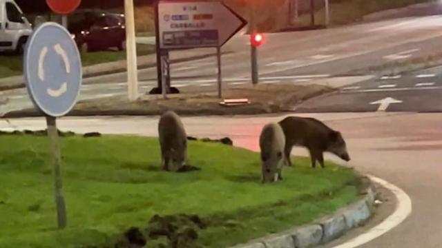 Los jabalíes aparecen de madrugada en A Coruña, en la rotonda del Pavo Real de Os Rosales