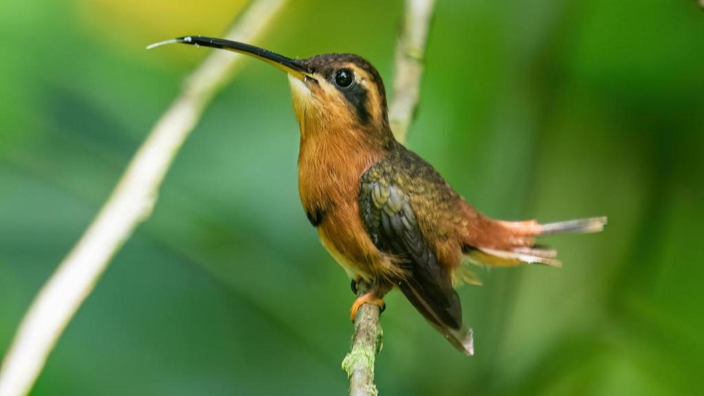 Un colibrí, una de las especies en peligro.