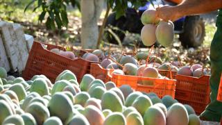 Los agricultores de mango en España estallan: "Nos lo pagan a 80 céntimos y lo venden a seis euros"