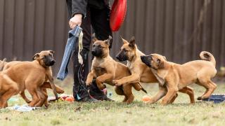 Demasiado amigables para ser policías: los perros que fallaron el entrenamiento K9 y ahora buscan una nueva familia