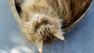 Una etóloga felina da la clave para mejorar la dieta de tu gato sénior: "Estos suplementos pueden ser muy útiles"