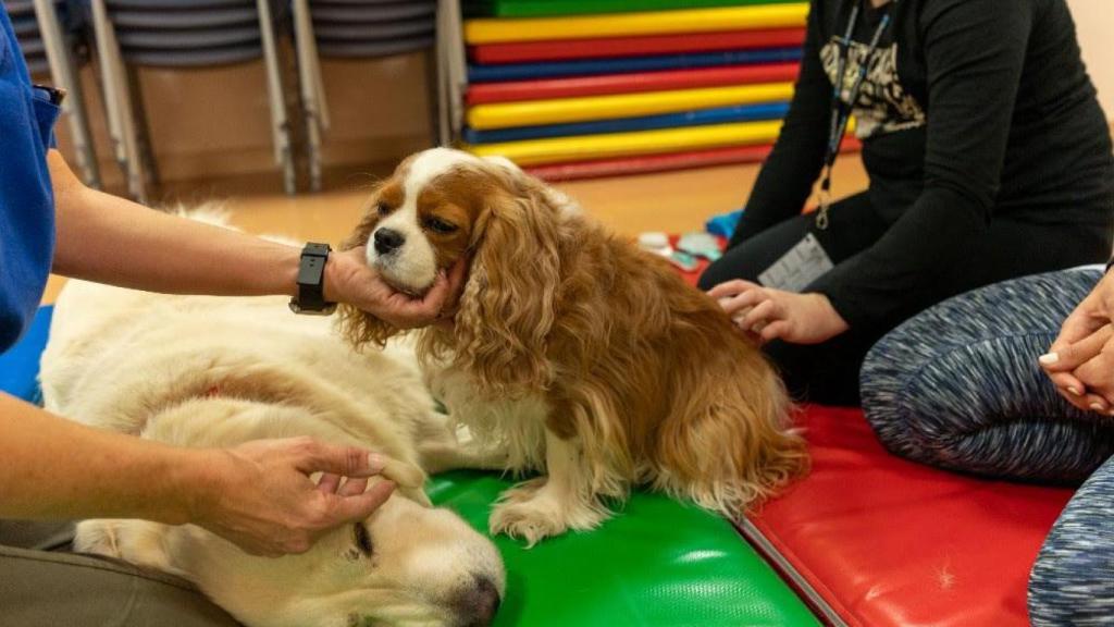 Perros de terapia en un entorno social.