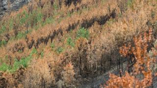 La Xunta niega ausencia de prevención ante los incendios: "No se habla de lo que conseguimos salvar"