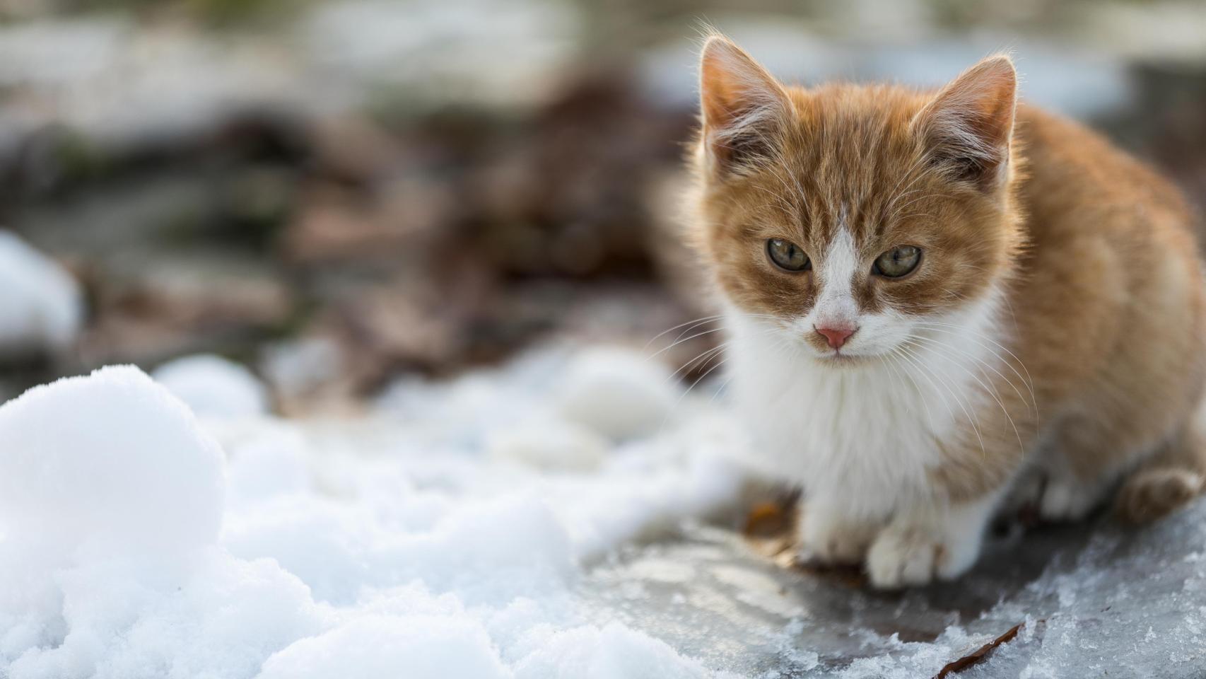 Un gatito rojo y blanco en la nieve.