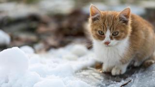 Rescata a un gato que lloraba bajo la nieve: "Lo escuché toda la noche antes de la tormenta; no pude dejarlo allí"